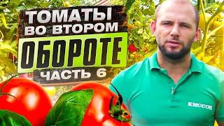 Томаты во втором обороте. КОРНЕВЫЕ И ВНЕКОРНЕВЫХ подкормки томатов на всех этапах вегетации Часть 6