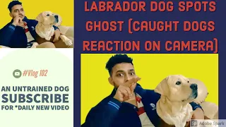 LABRADOR DOG SPOTS GHOST (caught dogs reaction on camera) | Paranormal Activity | An Untrained Dog