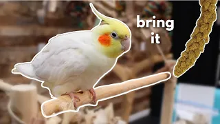 Taming Your Wild Cockatiel: The Trick You Need To Know!