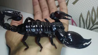 Огромный скорпион! Heterometrus cyaneus