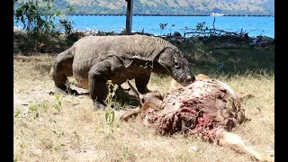 OMG 😱!!! Komodo Dragon Chasing Human