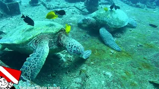 Honolulu's Sea Tiger Shipwreck - Vlog 813