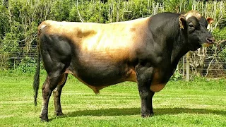 Jersey bulls