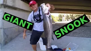 Huge Snook Big Live Pinfish Near Bridge Mangroves Rocks Seawall