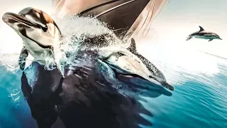 THE DOLPHINS WENT CRAZY FOR OUR YACHT! | VLOG³ 33