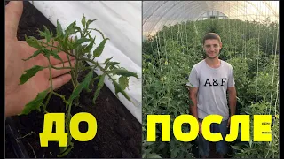 Победа над кучерявостью листьев томата!