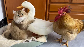 🤣So funny cute!The rooster and the duck compete to sleep with the cat!Real and wonderful cartoons