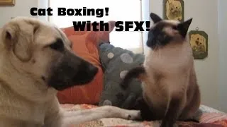 Cat boxing dog. Who wins? (WITH SOUND FX!) (Skit It's A Random Life)