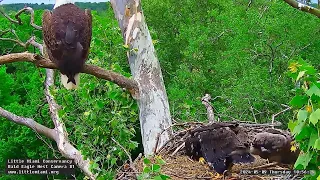 Little Miami Conservancy Bald Eagle 09.05.2024 10:47