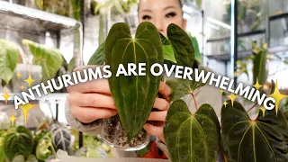 LONG repot & chat! 🖤 dealing with FOMO and overwhelm in the anthurium hobby