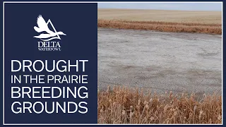 Drought in the Prairie Breeding Grounds