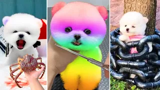 Tik Tok Chó Phốc Sóc Mini 😍 Funny and Cute Pomeranian #389