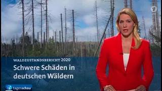 Schach dem Waldsterben 1990-2021 Vom Borkenkäfer zum Fichtensterben Forschung Doku
