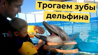 Дельфинотерапия в Египте. Трогаем зубы дельфина.