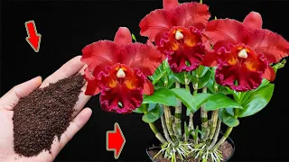 Sprinkle 1 Teaspoon! Orchids Grow Fast And Bloom Out of Control