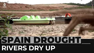 Spanish drought: Catalonia culls fish as rivers dry up