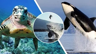 Rare Moment Orca Plays With A Turtle...Or Food?