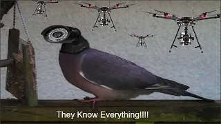 Proving birds aren’t real (Death threats by the FBI)