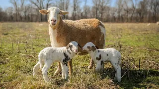 Lambing Season DONE RIGHT! Livestream