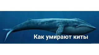 Вы видели как умирают киты?