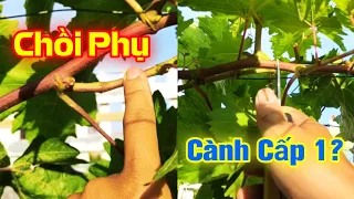 Lấy Cành Cấp 1 Bằng Chồi Phụ Cho Cây Nho Được Không ?