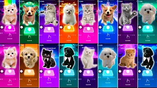 ALL CUTE CATS & CUTE DOG WEDNESDAY - BLACKPINK - SHAKIRA WAKA - BTS - IMAGINE DRAGONS