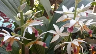 NAUBAN(ORCHID)KAN ENKAWL DAN LEH A DANGTE