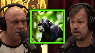 JRE: Do Chimps Use Telepathy? The Unexplained