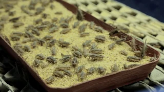 Large-scale cricket flour production - Cricket Lab