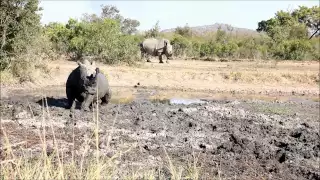 White Rhinoceros mud bath interupted