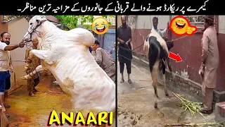 20 Qurbani Animals Funny Moments Caught On Camera