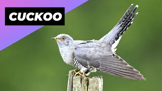 Cuckoo 🕊 One Of The Worst Mothers In The Animal Kingdom #shorts