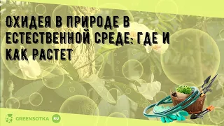 Охидея в природе в естественной среде: где и как растет