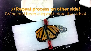Monarch Butterfly Wing Repair