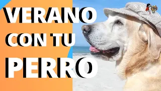 6 CONSEJOS para ir de #VACACIONES con tu PERRO y evitar PROBLEMAS