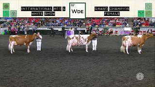 668 RED & WHITE GRAND CHAMPION FEMALE