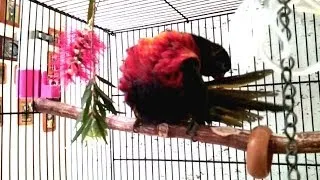 Rainbow Lorikeet Puts Perfume On ♥