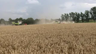 Claas Trion 750, Trion 730, Trion 660 and Trion 550 combines harvesting wheat in Saxonia, Germany