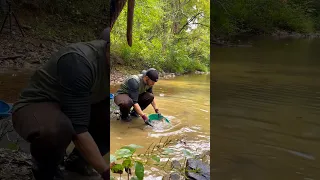 Panning Bedrock Paydirt for Gold #findinggold #goldprospecting  #goldmining