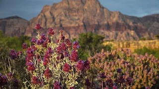 Red Rock Canyon National Conservation Area ~ in 4K