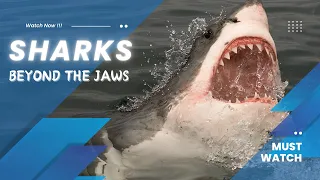 Sharks: A Deep Dive into the Ocean's Apex Predators