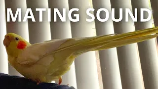 Female Cockatiel Mating Call/Sounds