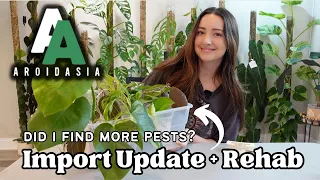 Aroid Asia Import Update! How they are doing plus Rehab with me!