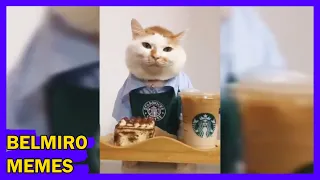 Belmiro Memes: Dublagens de animais engraçados - Episódio 133