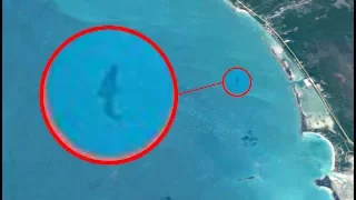 Giant Megalodon Captured By Google Earth? | Real Megalodon