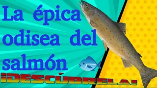 🌊🐟 El Asombroso Ciclo de Vida del Salmón