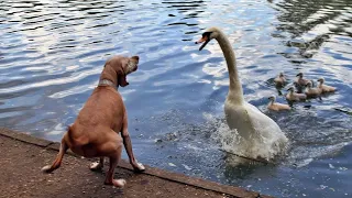 Incredibly hilarious animal moments #42