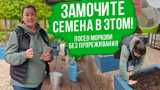 Простой способ посева моркови без прореживания киселем. Как получить быстрые всходы моркови.