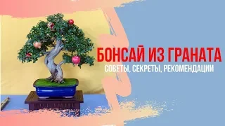 Бонсай из граната. Секреты выращивания, советы по уходу, рекомендации