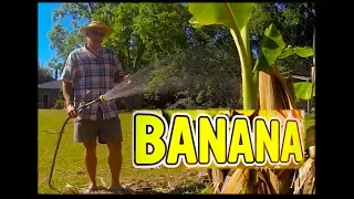 Banana Plant Growing Tips Episode 4:  Growing Banana Plants outside of the Tropics Watering Schedule
